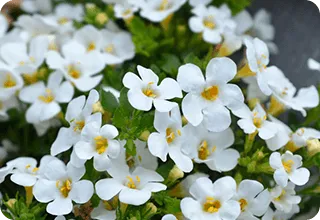 Bacopa monnieri herb extract